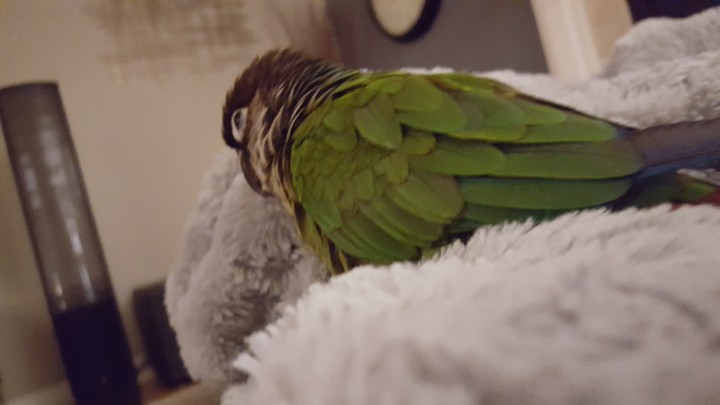 Birb