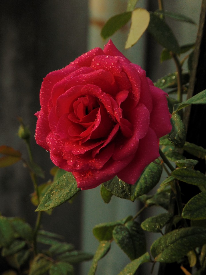 beautiful Rose