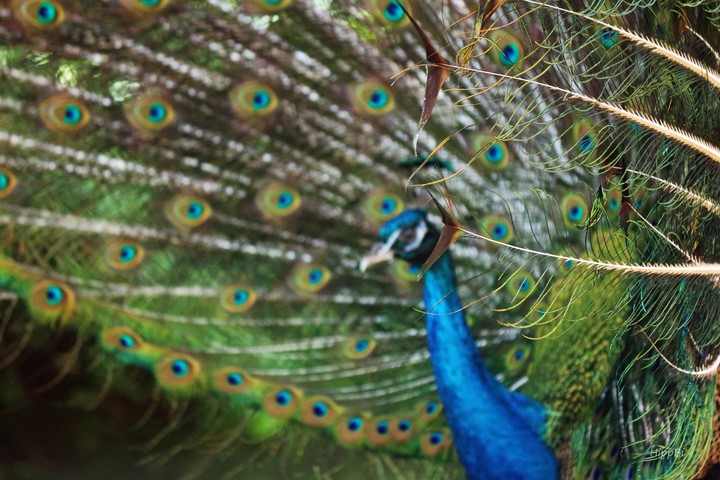 peacock 1
