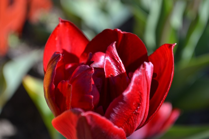 tulips