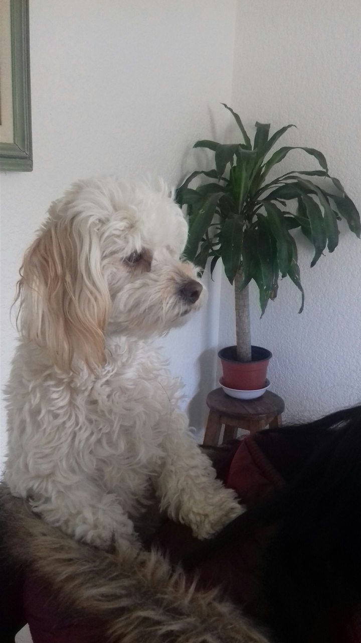 puppy