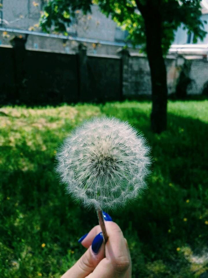 одуванчик