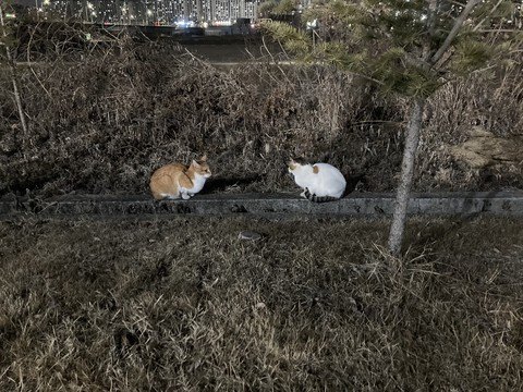 groundcover, 陆地植物壁纸