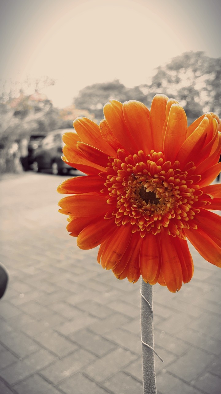 Flower
