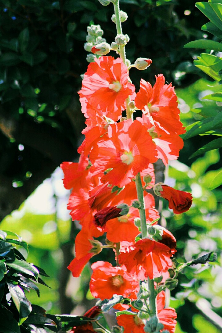 hollyhock