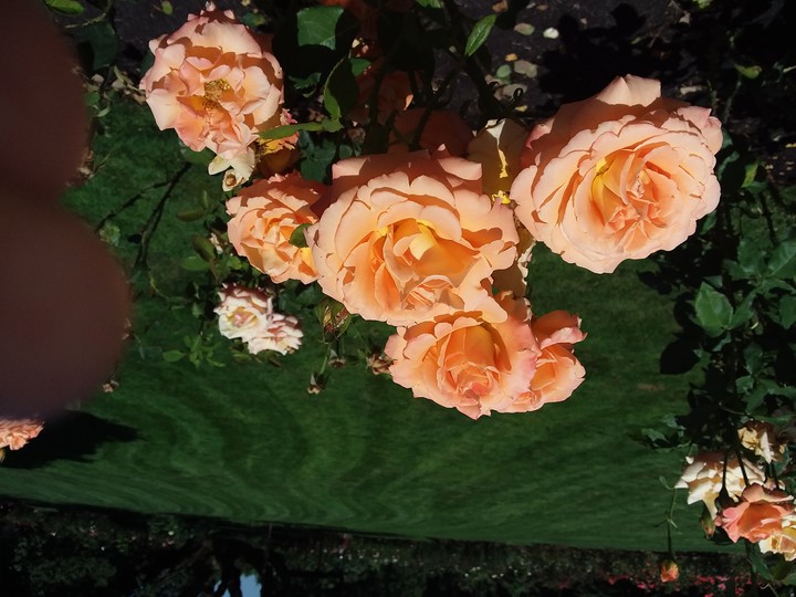 flowers