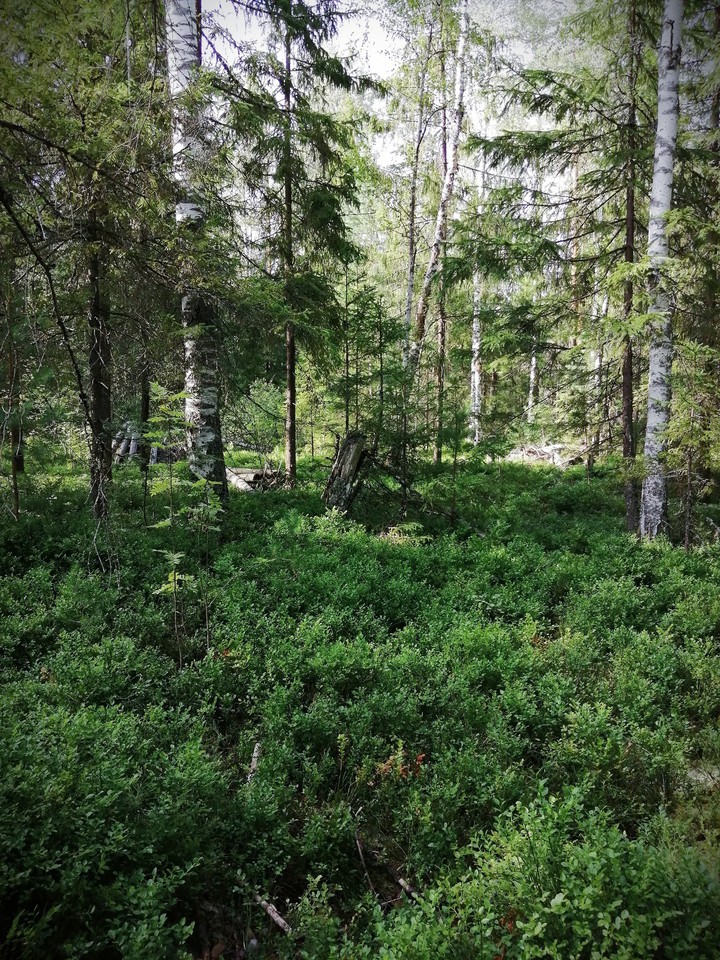 Forest