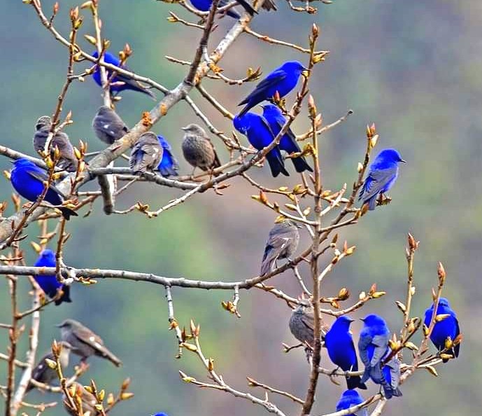 Bird