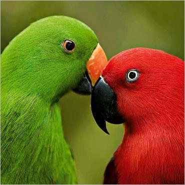 love
