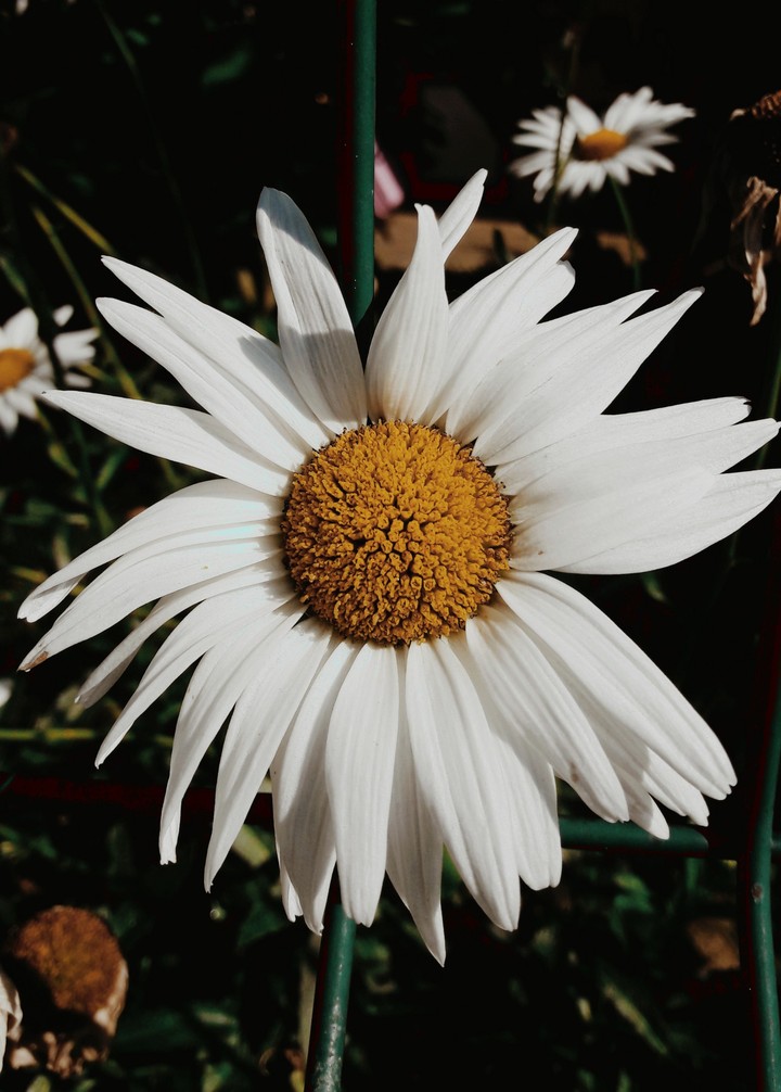Daisy