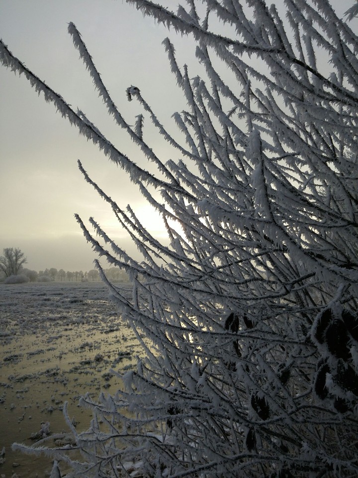 wonderfrost