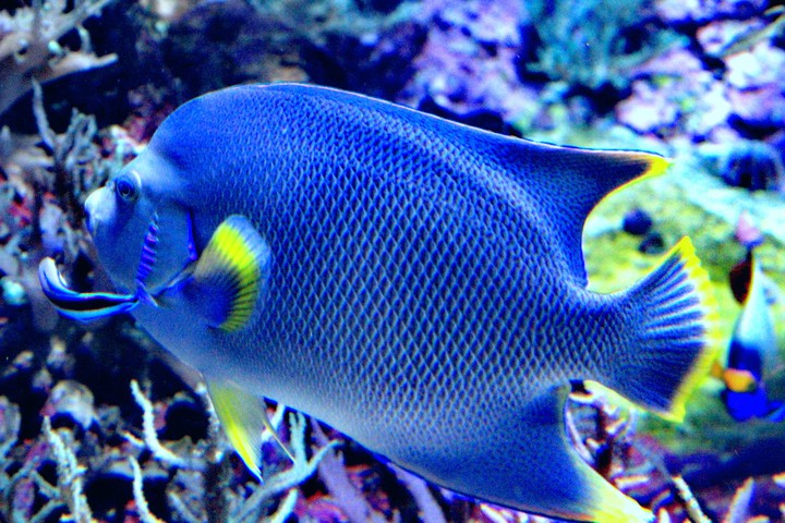 sea life