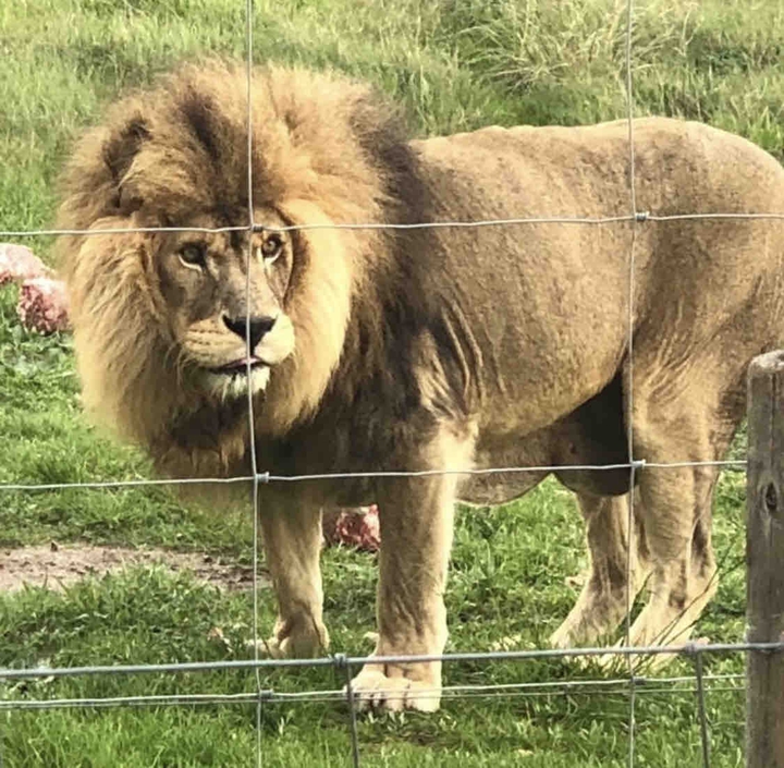 wildlife