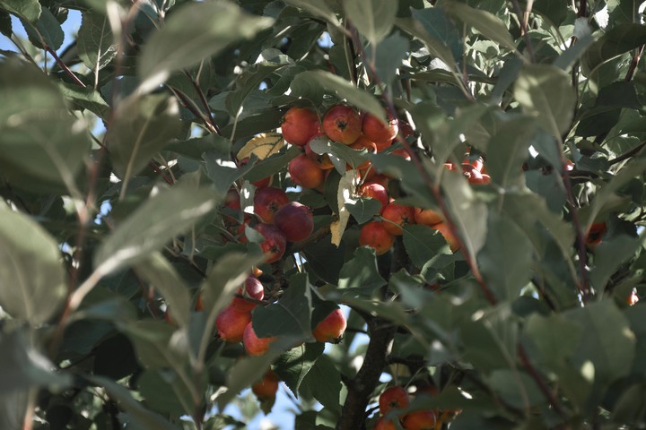 Miniature apples