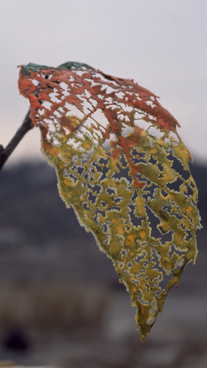 Leaf
