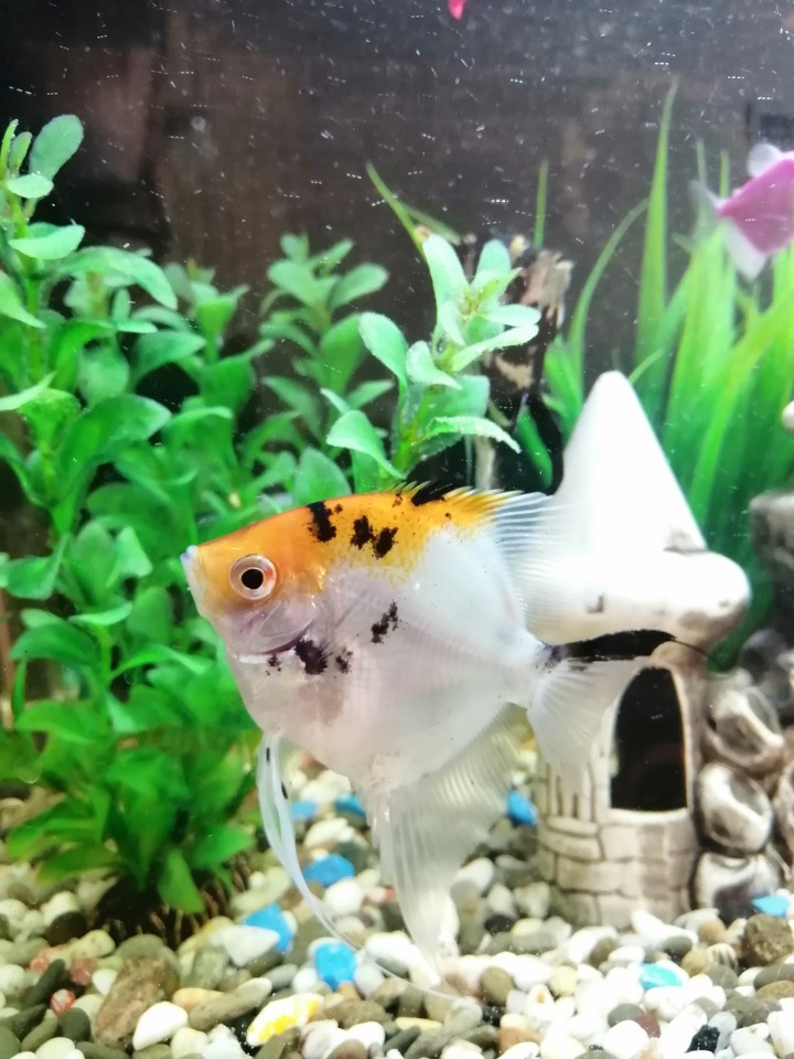 fish