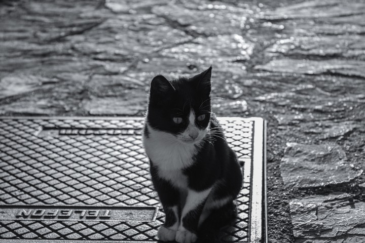 little kitten
