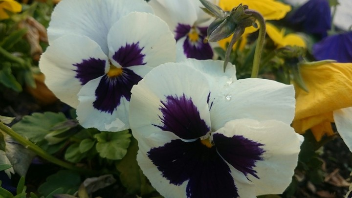 flower