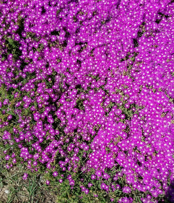 Lots of purple 2