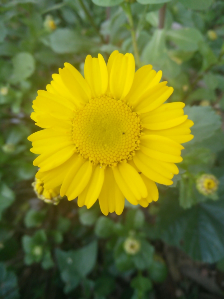 fleur
