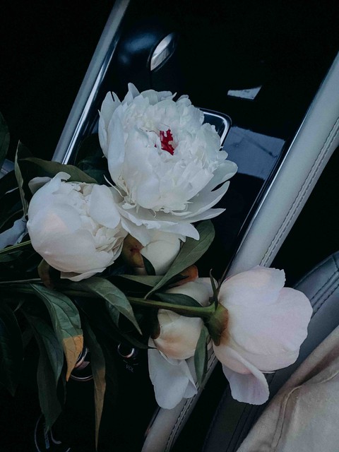 fondos de pantalla floristry, peony
