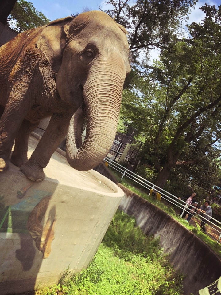 elephant