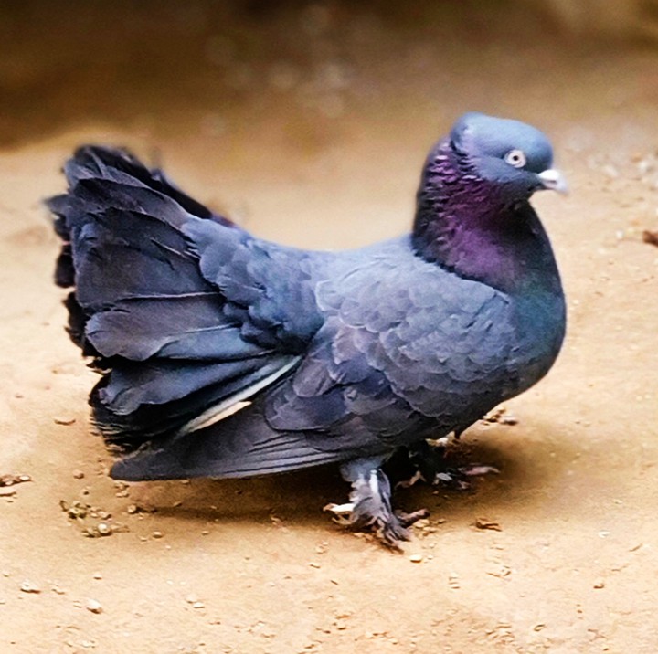 Pigeon