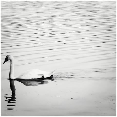 Lonely swan