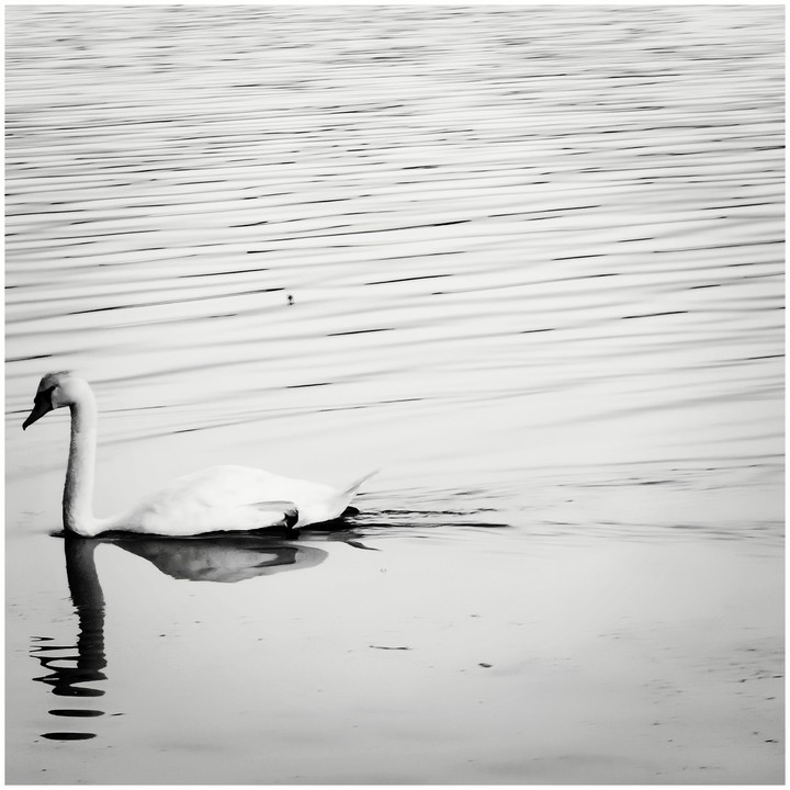 Lonely swan