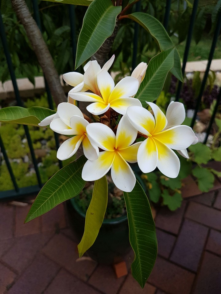 Frangipani tree 