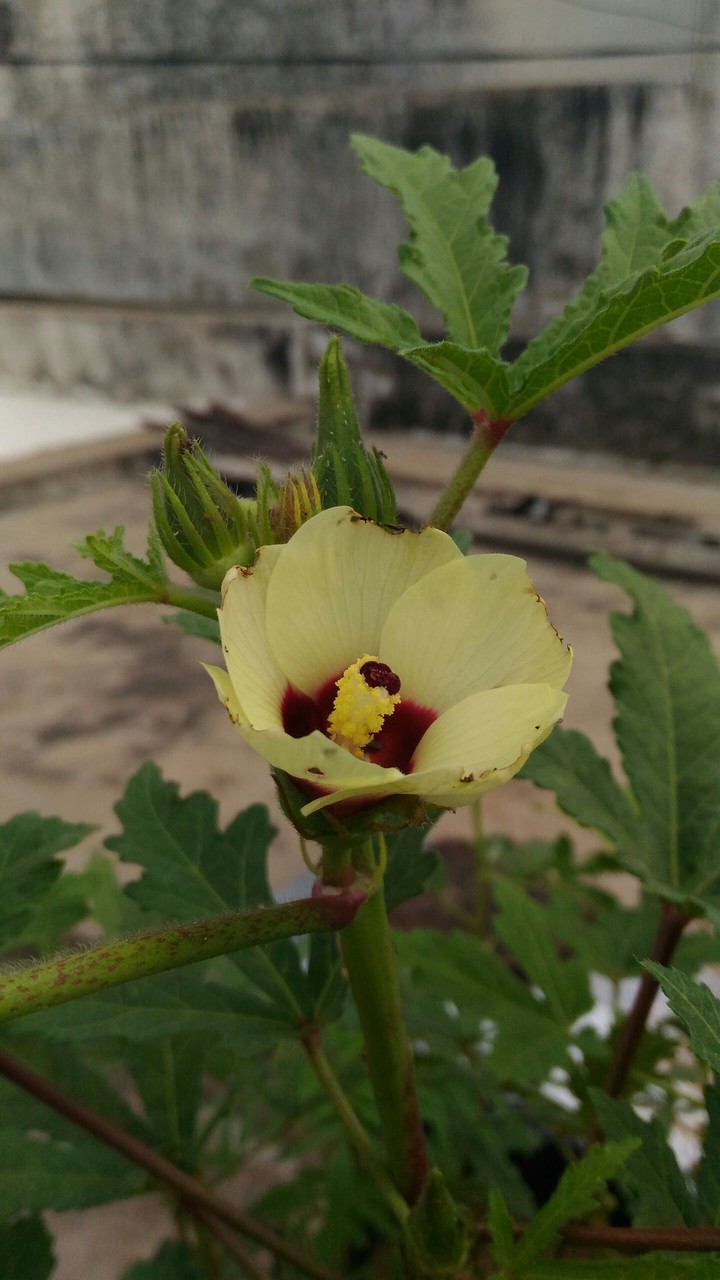 flower