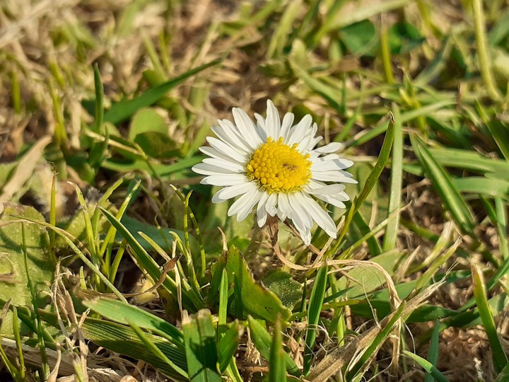 fleur