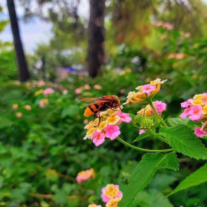 Bee