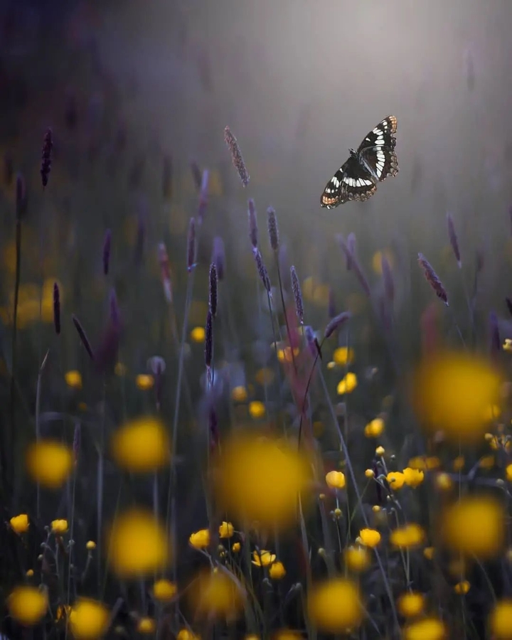 untold feeling