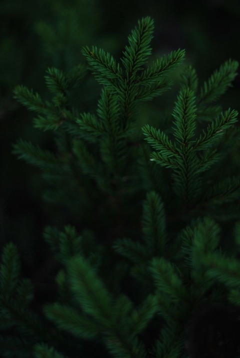 plant, landscapes achtergronden