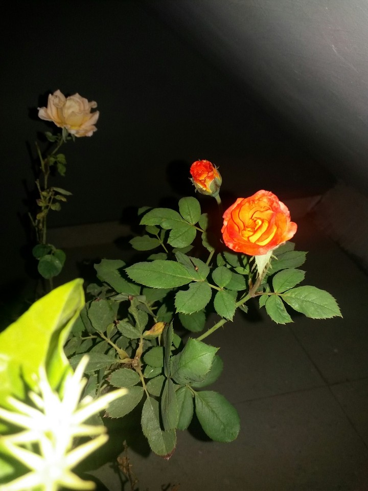 rose