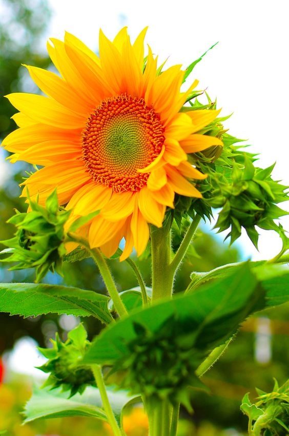 sol