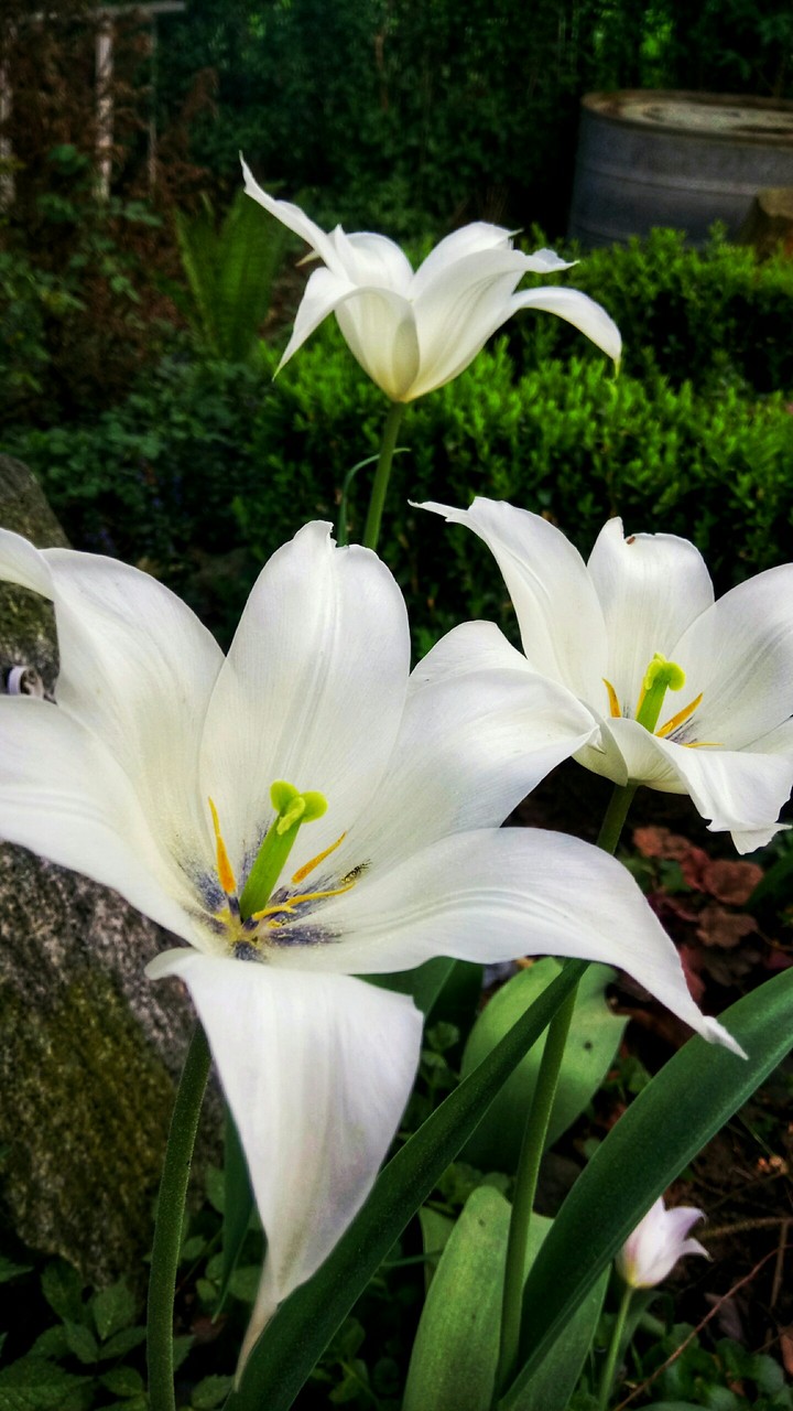 White tulipa