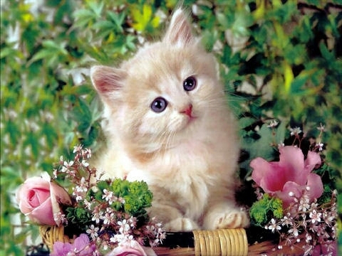 cute