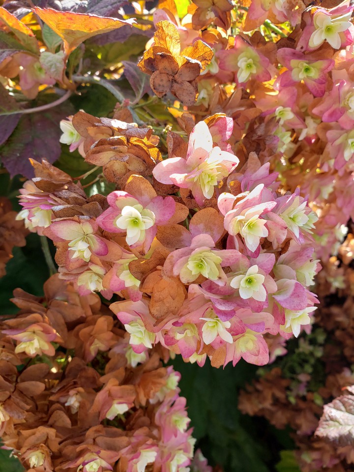 double hydrangea