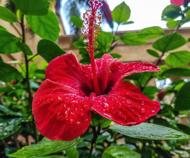 red ?