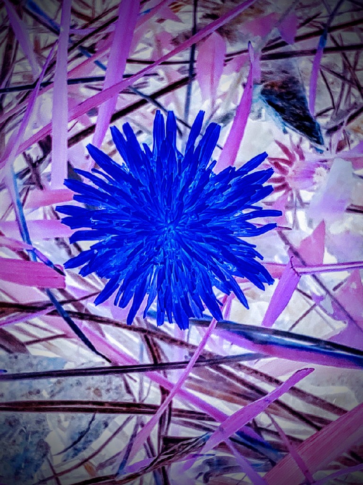 Blue Dandelion