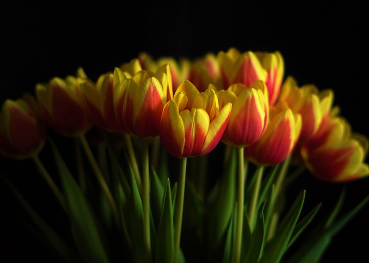tulips