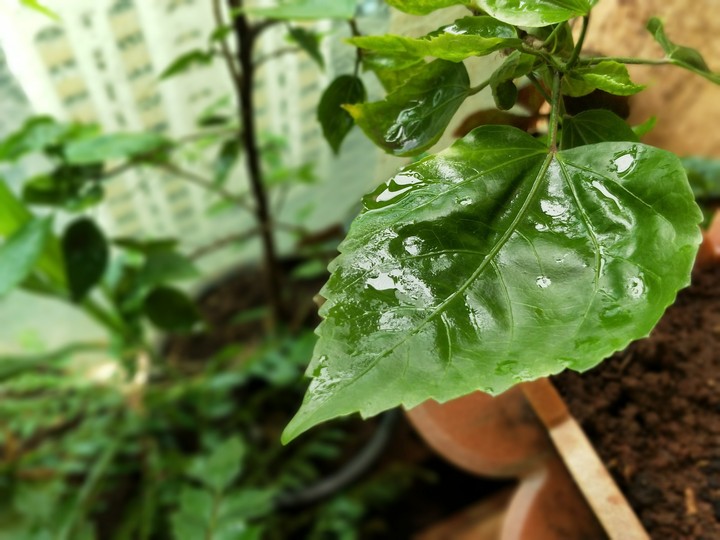 shiny leaf