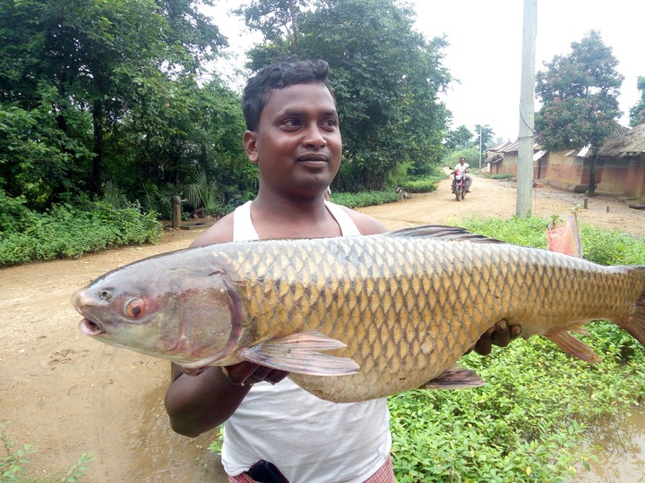 Fish