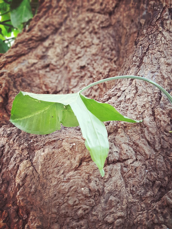 a fallen leaf...