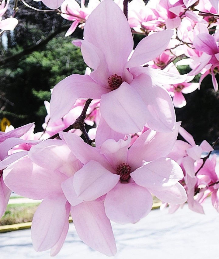 Beautiful Magnolias