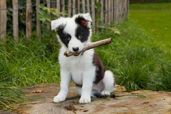 a little,ciut doggye