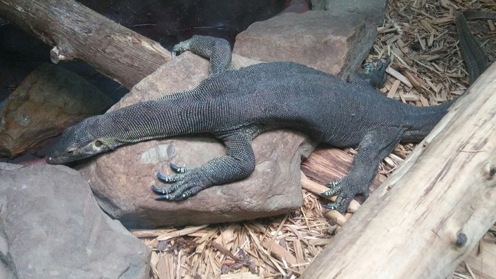 Lizard, Cape May Zoo