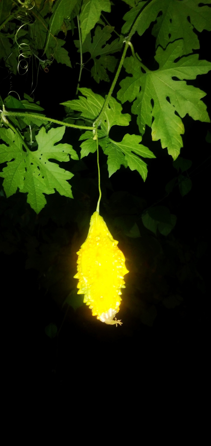 nature